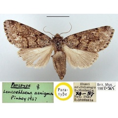 /filer/webapps/moths/media/images/A/aenigma_Leucochlaena_PT_BMNH.jpg
