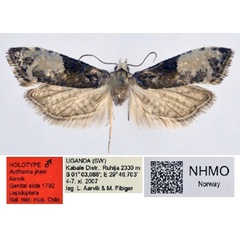 /filer/webapps/moths/media/images/J/jirani_Actihema_HT_NHMO.jpg