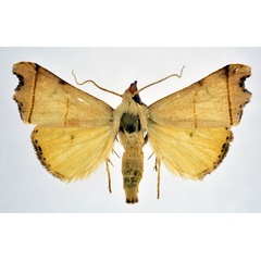 /filer/webapps/moths/media/images/N/nigriciliata_Paralephana_AM_NHMO.jpg