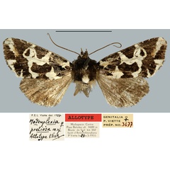 /filer/webapps/moths/media/images/P/pretiosa_Madeuplexia_AT_MNHN.jpg