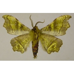 /filer/webapps/moths/media/images/L/livida_Hyalornis_HT_ZSMb.jpg