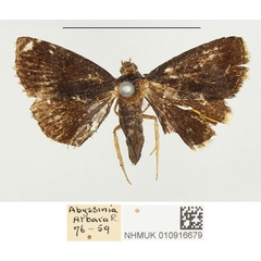 /filer/webapps/moths/media/images/N/nyctichroa_Eublemma_PTF_BMNH.jpg
