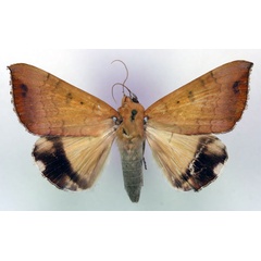 /filer/webapps/moths/media/images/L/leucopasa_Achaea_AM_RMCA.jpg