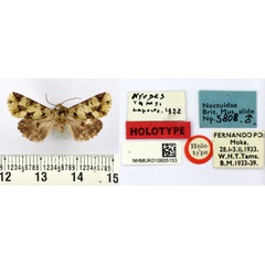 /filer/webapps/moths/media/images/T/tamsi_Nyodes_HT_BMNH.jpg