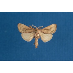 /filer/webapps/moths/media/images/H/heikeae_Kroonia_HT_BMNH.jpg