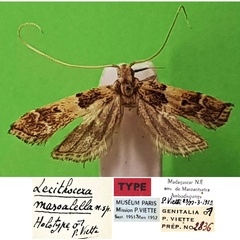 /filer/webapps/moths/media/images/M/masoalella_Lecithocera_HT_MNHN.jpg
