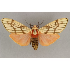 /filer/webapps/moths/media/images/E/euprepia_Teracotona_AF_BMNH.jpg