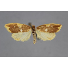 /filer/webapps/moths/media/images/A/albipicta_Mimulosia_A_BMNH.jpg