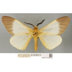 /filer/webapps/moths/media/images/P/paulinus_Coenostegia_PLTM_BMNH_01.jpg