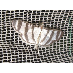 /filer/webapps/moths/media/images/P/phenice_Zebronia_A_Bippus.jpg