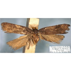 /filer/webapps/moths/media/images/L/lusingensis_Lecithocera_HT_RMCA.jpg