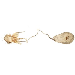 /filer/webapps/moths/media/images/G/griseomacula_Yponomeuta_GFPT_BMNH_33635.jpg
