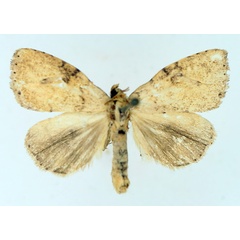 /filer/webapps/moths/media/images/P/patagiata_Geniascota_AM_TMSA_03.jpg