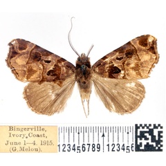 /filer/webapps/moths/media/images/A/apicalis_Marcipa_AM_BMNH.jpg