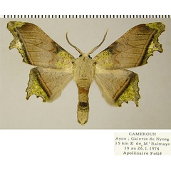 /filer/webapps/moths/media/images/M/mercyi_Dioptrochasma_AM_ZSM.jpg