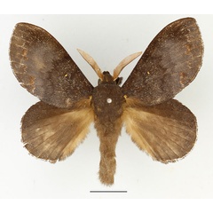 /filer/webapps/moths/media/images/L/leucophaea_Mallocampa_AM_Basquin_02.jpg