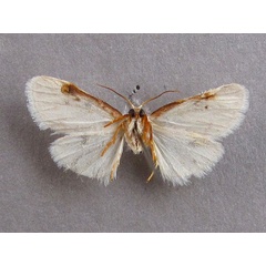 /filer/webapps/moths/media/images/Y/yaseminae_Cyana_PT_Baron_02.jpg