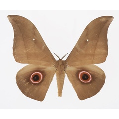 /filer/webapps/moths/media/images/P/phaedusa_Lobobunaea_AM_Basquin_02.jpg