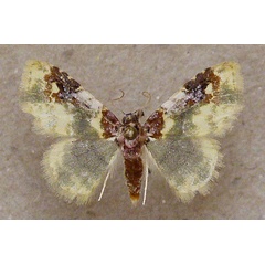 /filer/webapps/moths/media/images/P/purpurascens_Chrysozonata_A_Butler.jpg