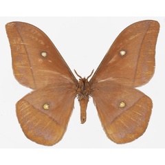 /filer/webapps/moths/media/images/R/rhodina_Gonimbrasia_AM_Basquinb.jpg