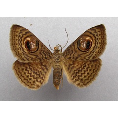 /filer/webapps/moths/media/images/P/pretiosissima_Calliodes_A_Baron.jpg