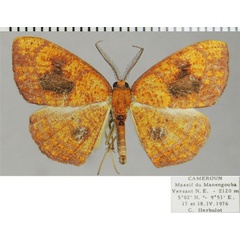 /filer/webapps/moths/media/images/M/maculata_Oaracta_AM_ZSMa.jpg