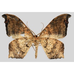 /filer/webapps/moths/media/images/K/knudlarseni_Mesothisa_HT_ZSMb.jpg