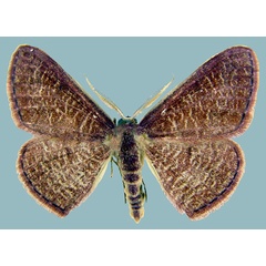 /filer/webapps/moths/media/images/P/perstrigulata_Epicosymbia_AM_ZSMa.jpg