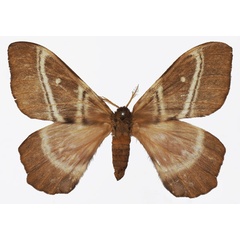 /filer/webapps/moths/media/images/S/sinope_Urota_AF_Basquin.jpg