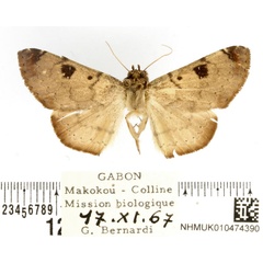 /filer/webapps/moths/media/images/P/pallidipennis_Tatorinia_AM_BMNH.jpg