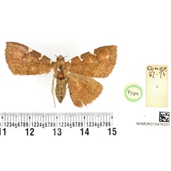 /filer/webapps/moths/media/images/T/trinotata_Capnodes_HT_BMNH.jpg