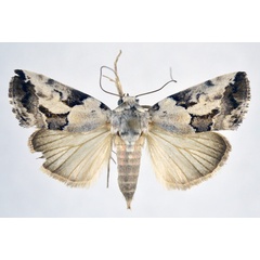 /filer/webapps/moths/media/images/A/anomoiota_Bryophilopsis_AF_NHMO.jpg