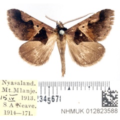 /filer/webapps/moths/media/images/A/angulilinea_Anoba_AM_BMNH.jpg