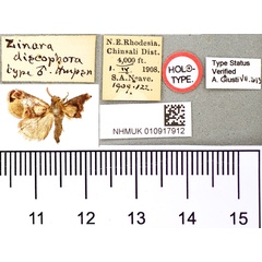 /filer/webapps/moths/media/images/D/discophora_Zinara_HT_BMNH.jpg