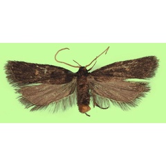 /filer/webapps/moths/media/images/P/petiliella_Protolychnis_HT_NIBR.jpg