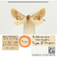 /filer/webapps/moths/media/images/M/minuta_Eublemma_HT_BMNH.jpg