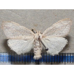 /filer/webapps/moths/media/images/F/fracta_Laelia_A_Goff.jpg