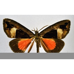 /filer/webapps/moths/media/images/A/alluaudi_Sarothroceras_AM_NHMO.jpg