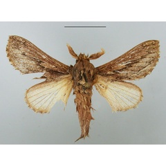 /filer/webapps/moths/media/images/P/picturata_Braura_AM_TMSA.jpg