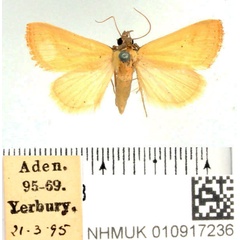 /filer/webapps/moths/media/images/C/conicephala_Phytometra_AF_BMNH.jpg
