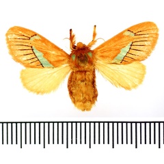 /filer/webapps/moths/media/images/C/chlorodaedala_Delorachis_AF_BMNH.jpg