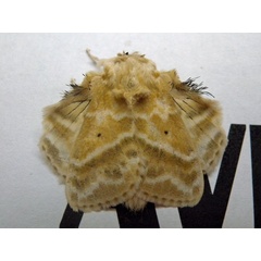 /filer/webapps/moths/media/images/G/gemmata_Eucraera_A_Voaden_01.jpg