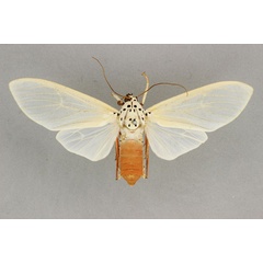 /filer/webapps/moths/media/images/N/niveivitrea_Amerila_AF_BMNH.jpg
