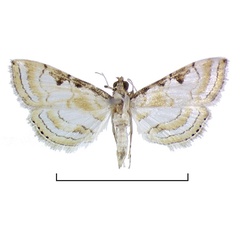 /filer/webapps/moths/media/images/S/suttoni_Argyrophorodes_HT_BMNH.jpg