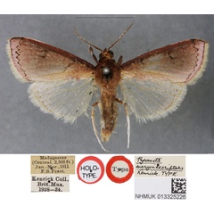 /filer/webapps/moths/media/images/M/marginescriptalis_Pyrausta_HT_BMNH.jpg