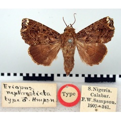 /filer/webapps/moths/media/images/N/nephrosticta_Eriopus_HT_BMNH.jpg