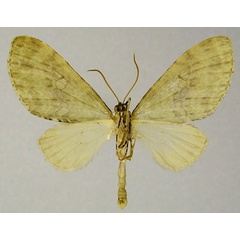 /filer/webapps/moths/media/images/V/veninotata_Lobidiopteryx_AM_ZSMb.jpg