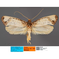 /filer/webapps/moths/media/images/D/deserticola_Nomima_HT_MfNa.jpg
