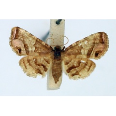 /filer/webapps/moths/media/images/D/disjuncta_Rhodoneura_AM_TMSA.jpg