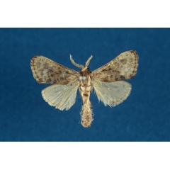 /filer/webapps/moths/media/images/N/natalica_Kroonia_AM_TMSA.jpg